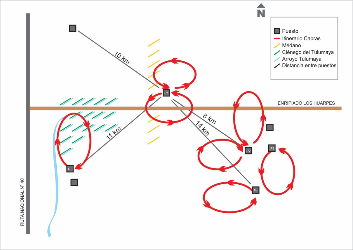 Itinerarios de cabras en verano dentro de un sector del campo entre San José y
la zona sur de Lagunas del Rosario