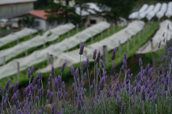  Fotografia de lavandas (Lavandula
dentata, espécie exótica) com vinhedos ao fundo na vinícola Vinhedos do
Monte Agudo. São Joaquim (SC), 28 nov. 2022.