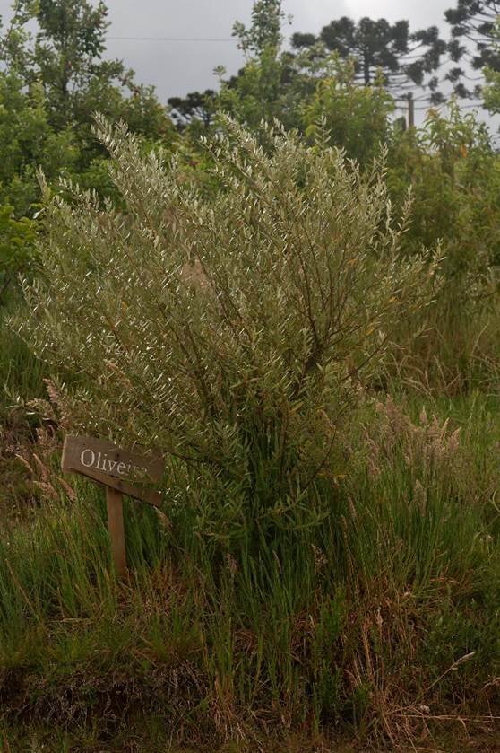 Fotografia de uma
oliveira (Olea europaea, espécie exótica) plantada na vinícola Fattoria
São Joaquim. São Joaquim (SC), 28 nov. 2022.