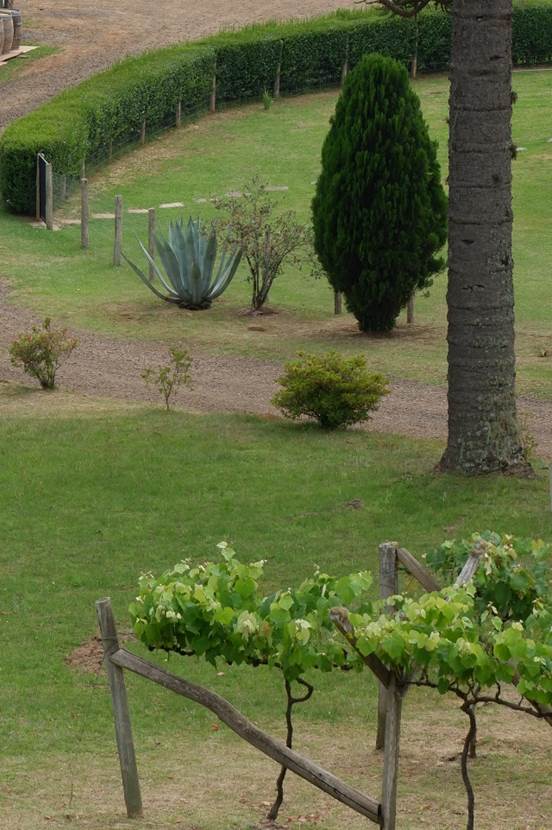 Fotografia com aspectos
do paisagismo da vinícola Quinta da Neve, com destaque para a goiabeira-serrana
(Acca sellowiana, espécie nativa) entre um agave-azul (Agave
tequilana, espécie exótica) e um cipreste tuia (Thuja occidentalis,
espécie exótica). São Joaquim (SC), 29 nov. 2022.