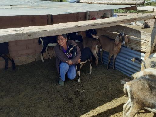 Dorita en un corral de la comunidad