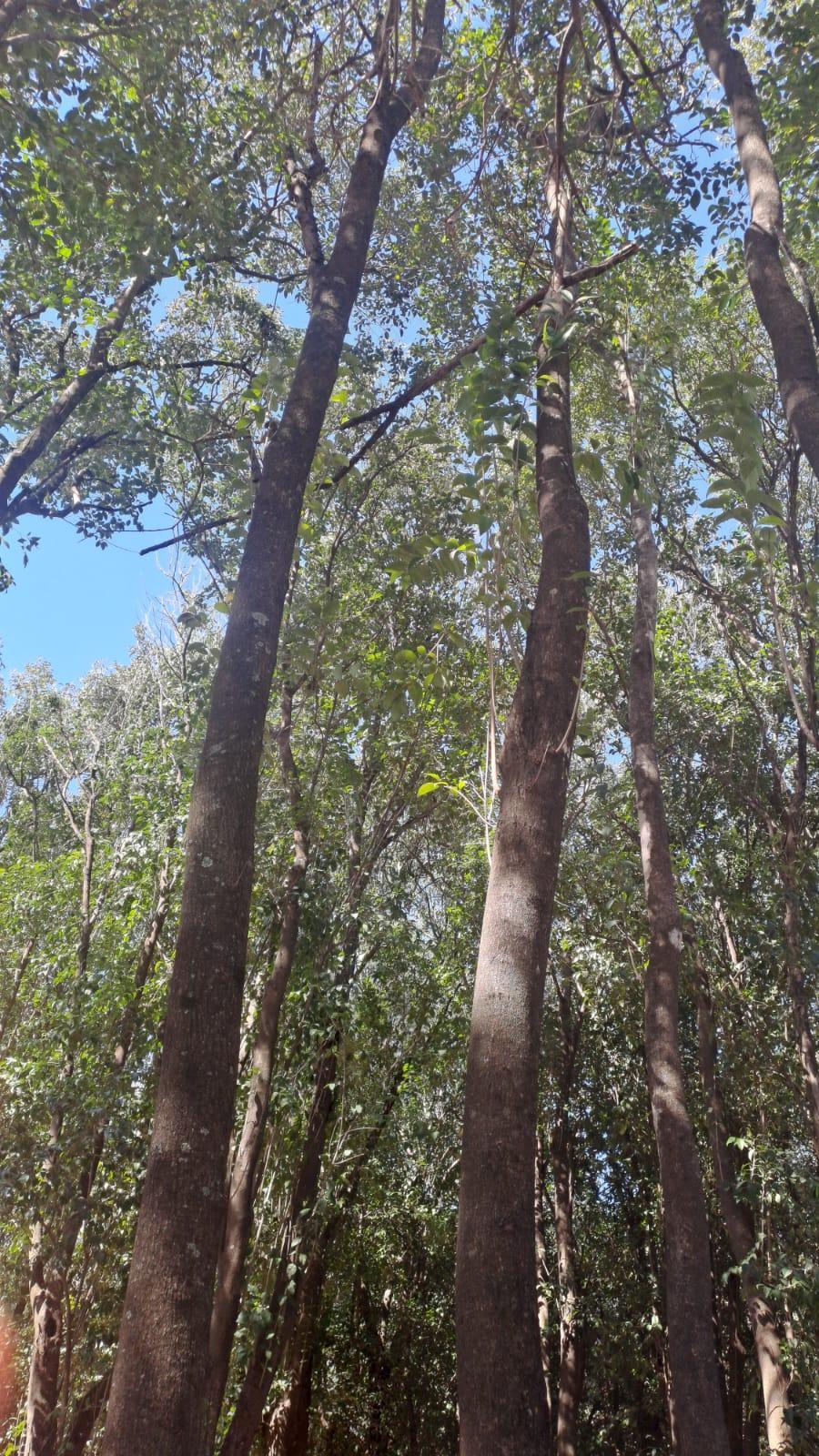 Bosque de siempreverde (Ligustrum lucidum) en las Sierras Chicas de C&oacute;rdoba. 