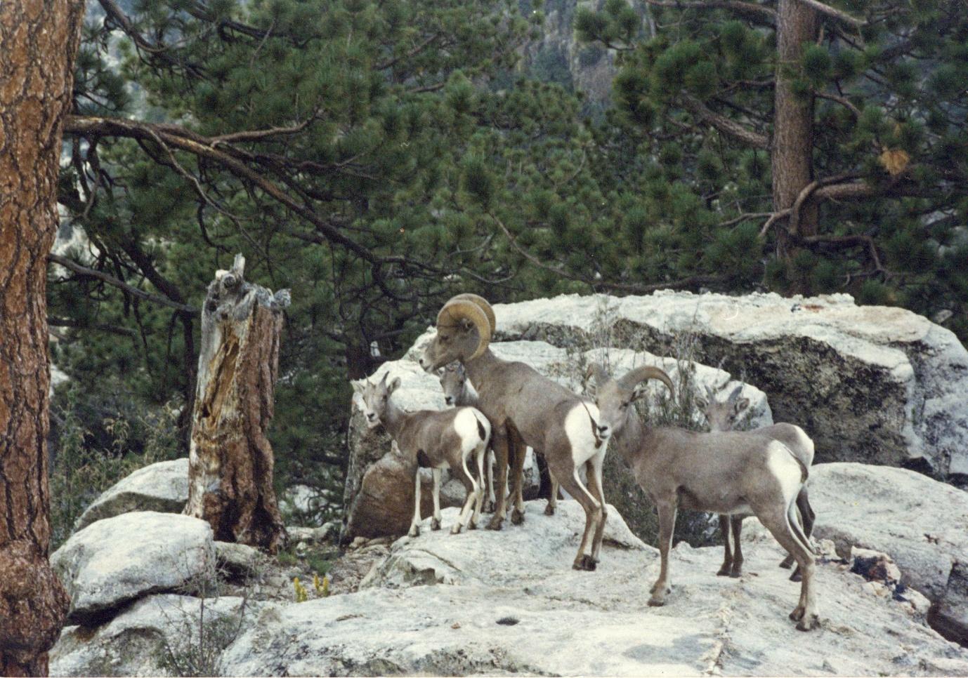 Borregos cimarrones, fauna local de Baja California, México