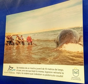 Figura 1: &ldquo;Varamiento de Garra&rdquo;