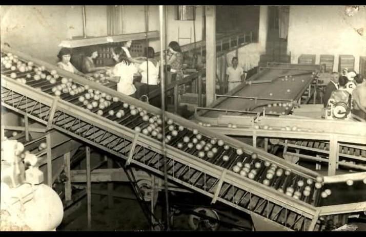 Imagen N&deg; 1. Packing de c&iacute;tricos 1967. Cooperativa Agr&iacute;cola Eldorado